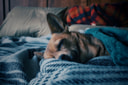 A sleepy dog rests its head on a wool blanket, one eye half open.